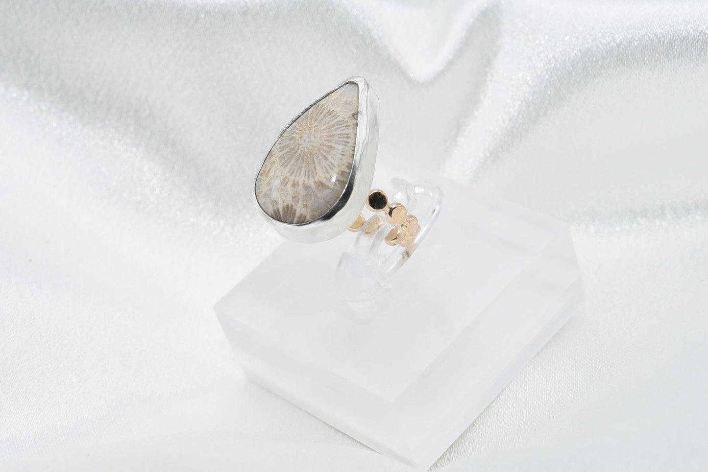 fossilized coral size 6