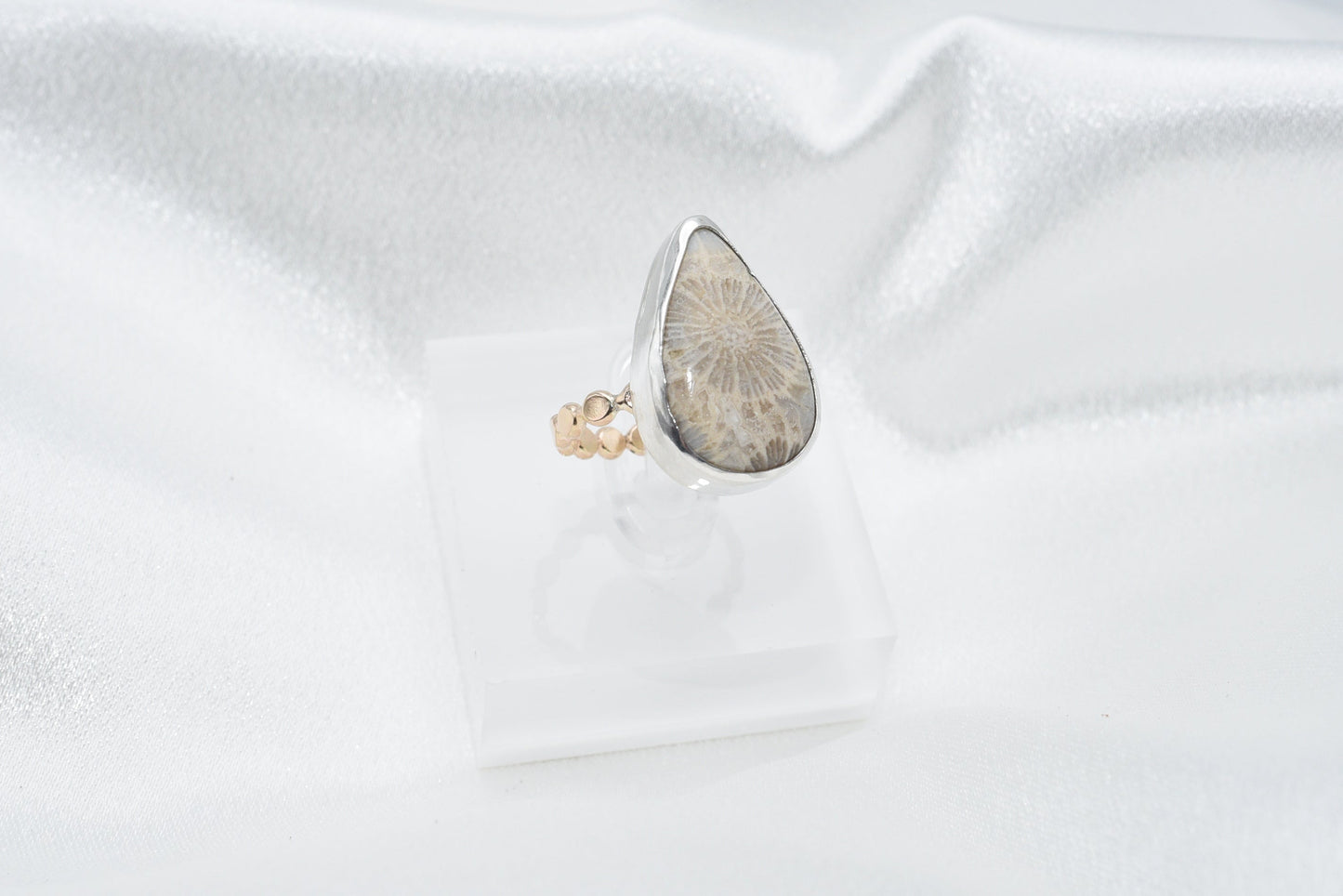 fossilized coral size 6