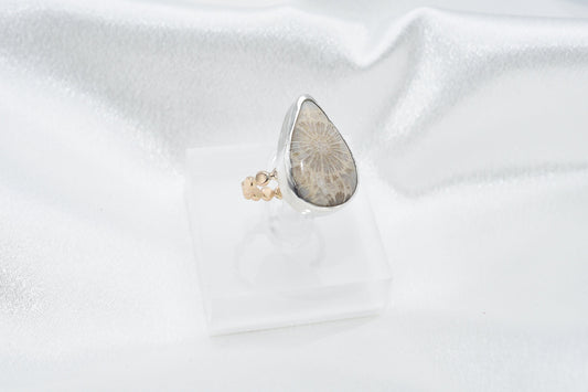 fossilized coral size 6